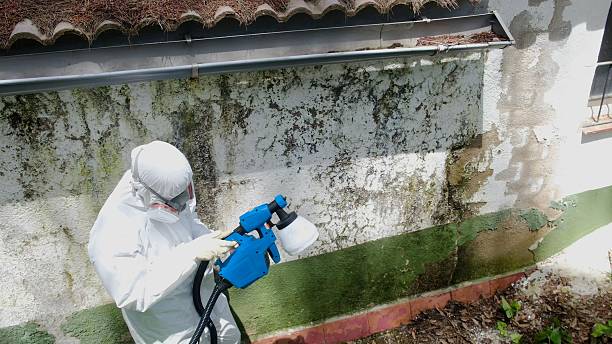 Top rated local Mold Remediation specialists in Wylie, TX